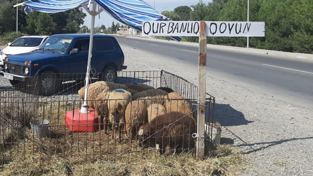 Ağdaşda qurbanlıq heyvanları qanunsuz satan şəxs saxlanılıb - FOTO